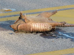 I guess the Armadillo is DEAD!!