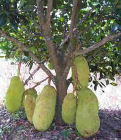 This is a jack fruit tree.