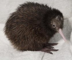 kiwi bird zealand brown birds island north kiwis national animals animal 2008 endangered washington dc zoo chick kiwibird rare kee
