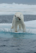 Polar Bear, Canadian High Arctic
