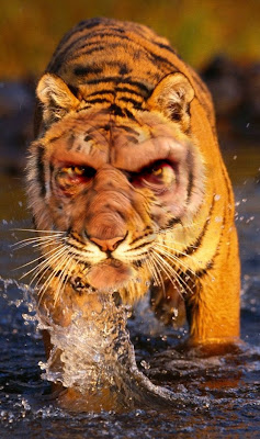 Zombie Squiggs: Zombie animals part 16 - Zombie Tiger