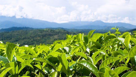 Vacation To Sabah: Attraction destination at Kundasang, Ranau