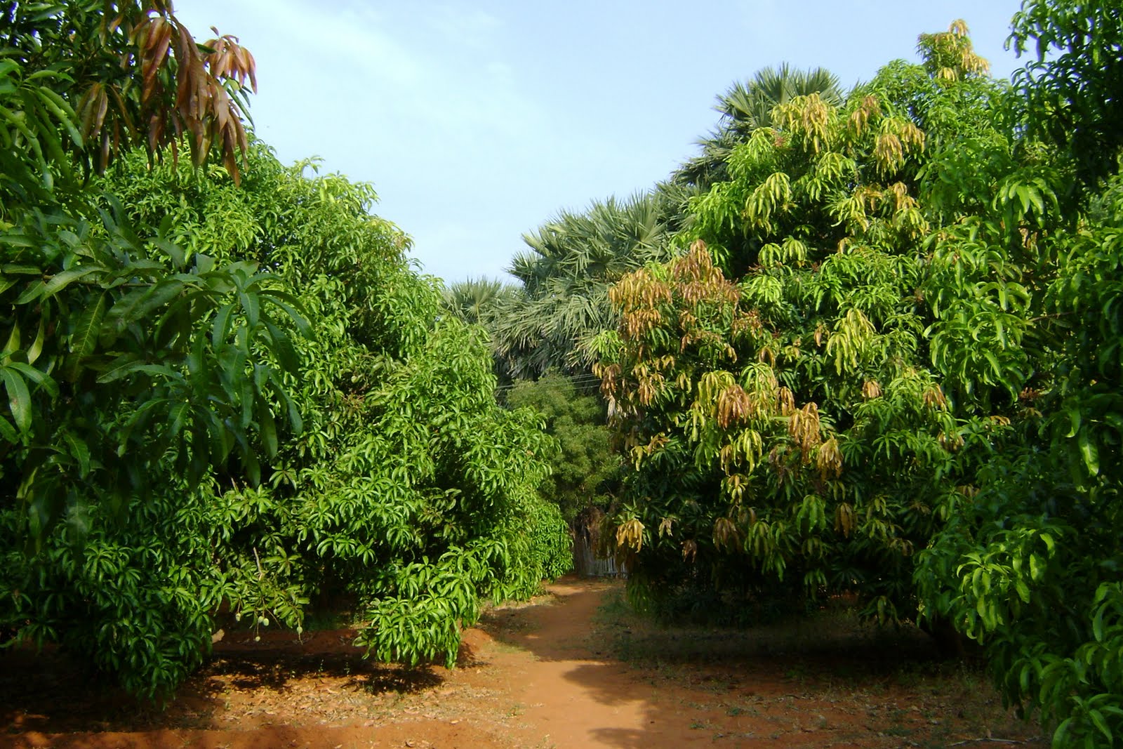 Namma Trichy Housing Plots in Tiruchendur to Nagercoil Highway