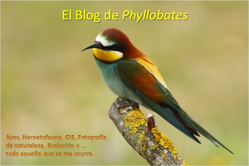 El Blog de Phyllobates