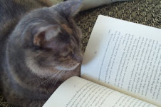 Even Mr. K's cat likes to read