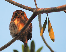 Ferrungious pygmy owl