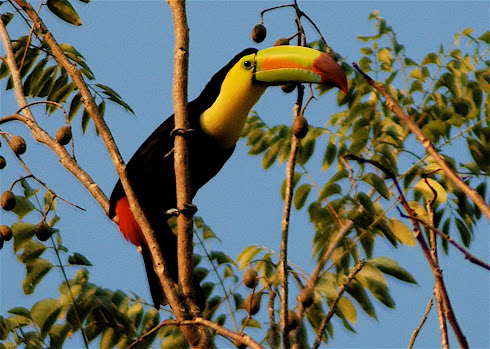 Toucan over trailer in Palenque