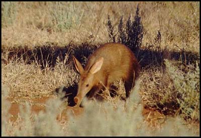 [aardvark+4.jpg]