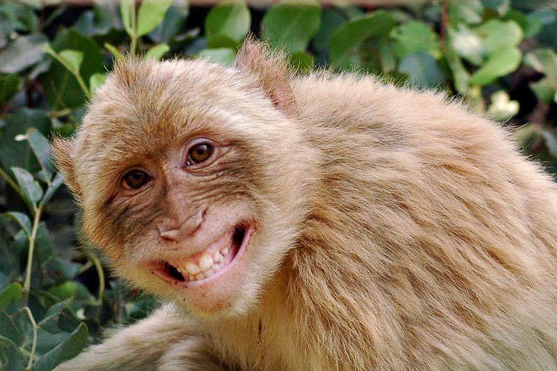 [41769011.DSC_9847SmilingMonkeyCROP.jpg]