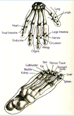 Acupuncture Meridians