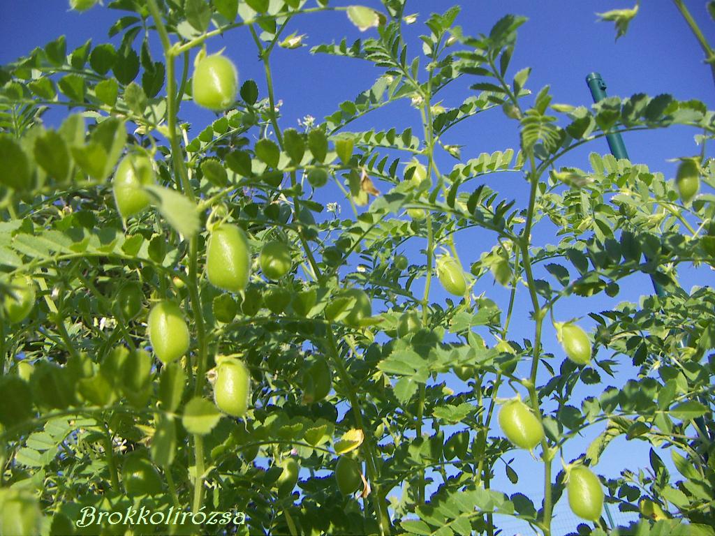 Brokkolirózsa: Csicseriborsó vagy bagolyborsó (Cicer arietinum L.)