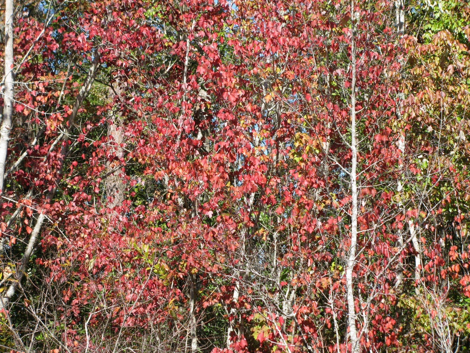 Chasing Fall Leaves