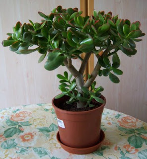 Crassula Ovata - Arbre De Jade - 80-90 Cm - Pot ⌀ 30 Cm - Plante Grasse Facile D'Entretien - Attitude Jardin