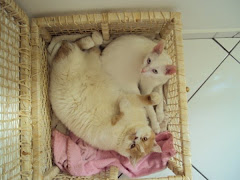 MAYA E NEBLINA