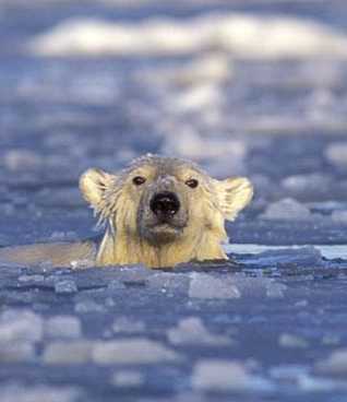 [MISC+-+Polar+bear+swimming.jpg]
