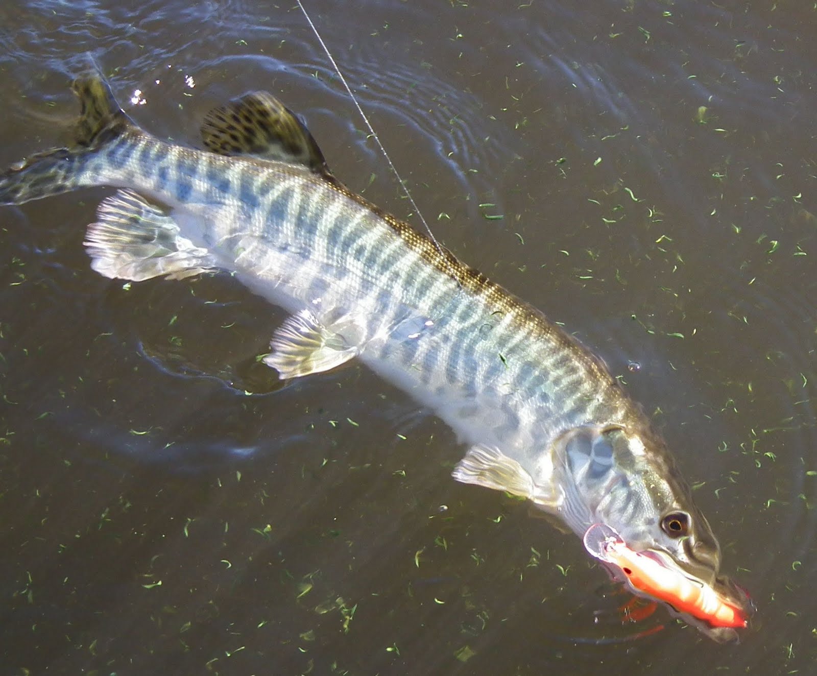 OUTDOORS NM Trophy Tiger Muskies in Quemado, Bluewater Lakes make for