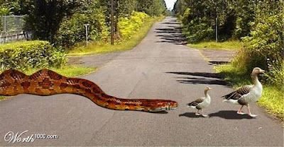 FarSide_snake.jpg