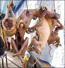 Dogs+Cooked+Hanging.jpg