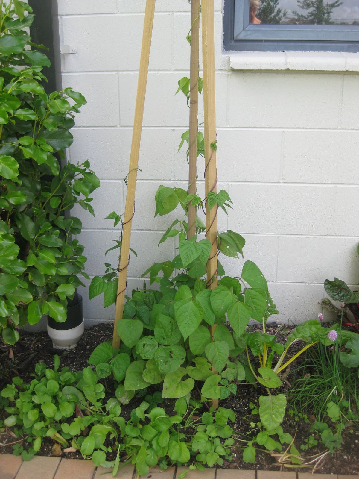 Sempiterna Me..... My climbing beans