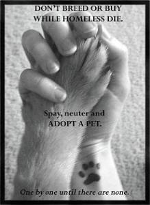 adopt a pet