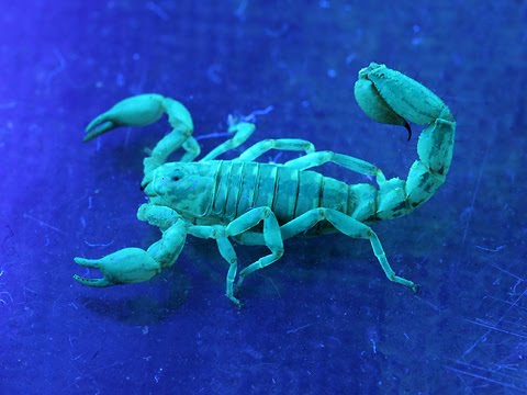 [fluorescent-scorpion.jpg]
