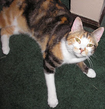 CALICO ROXIE