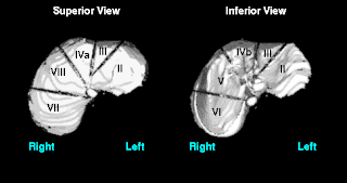 LIVER TRANSPLANTATION : Illustrations of liver anatomy