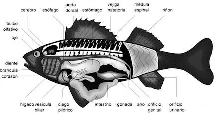 Anatomía interna de un pez