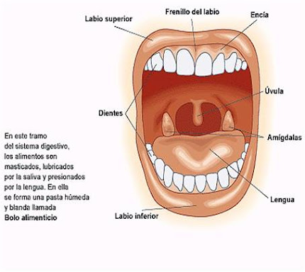 Partes de la boca - humano