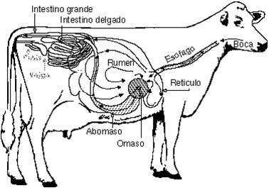 Digestivo de vaca