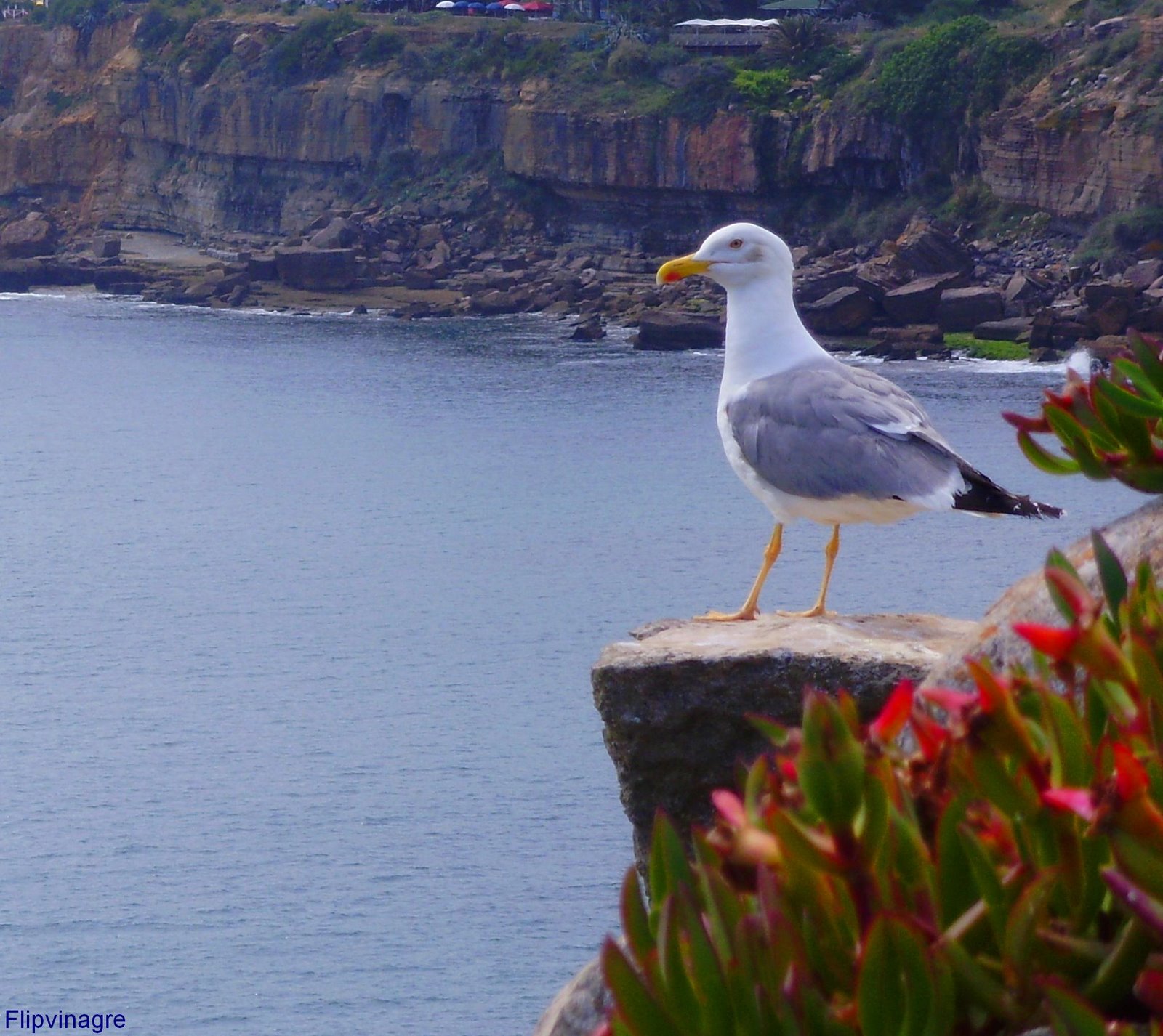[dona+elegância.JPG]