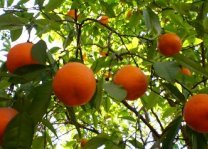[laranja.jpg]