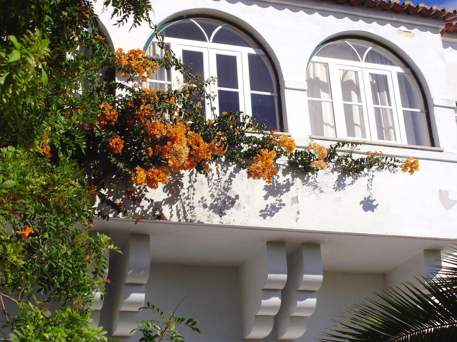 [janela+florida.JPG]