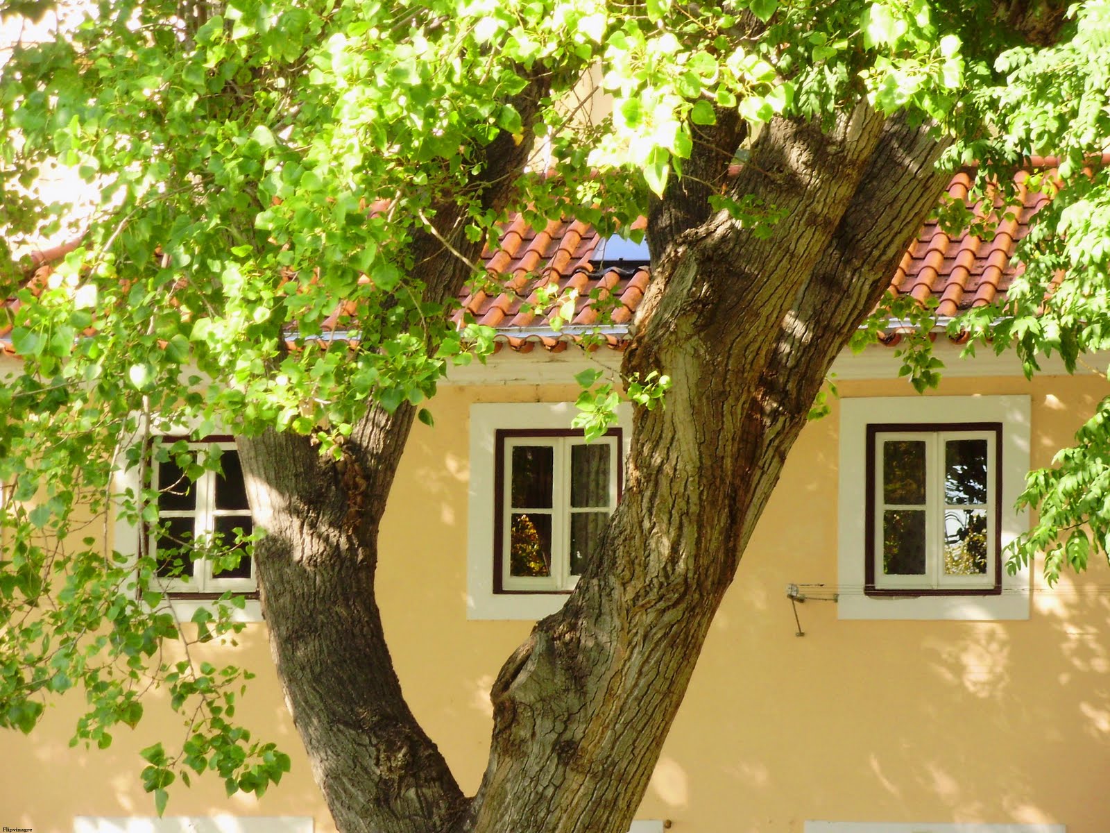 [janelas+à+sombra.JPG]