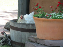 Hens in pots