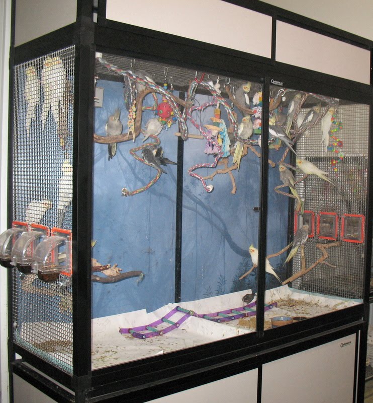 Image showcasing Center for Avian Rehabilitation & Education: New cockatiel enclosure