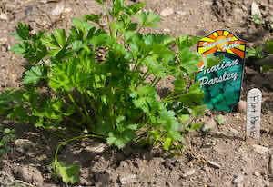 [flatparsley.jpg]