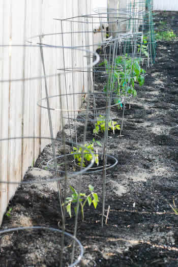 [tomatoes-kalynskitchen.jpg]