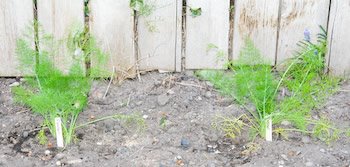 [fennel.jpg]