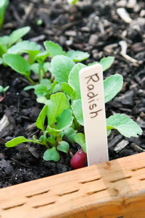 [radish-kalynskitchen.jpg]