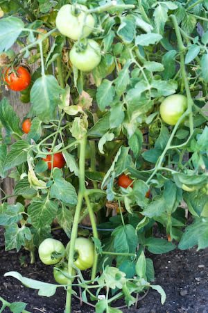 [tomatoes-kalynskitchen.jpg]