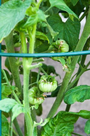 [brandywines-kalynskitchen.jpg]