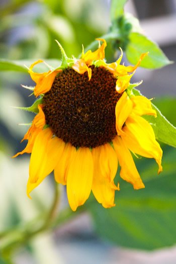 [sunflower2.jpg]