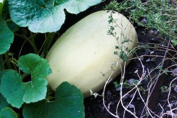 [sp-squash-kalynskitchen.jpg]