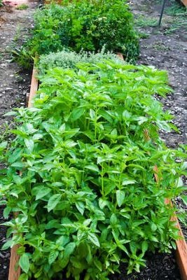 [basil-kalynskitchen.jpg]