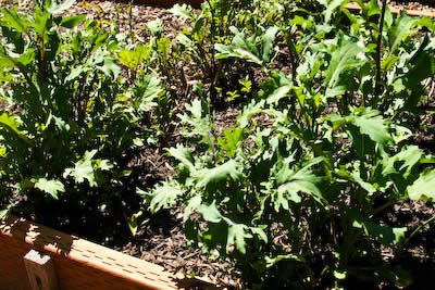 [garden-1-kale-kalynskitchen.jpg]
