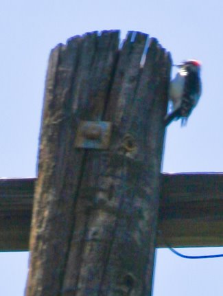 [garden-1-woodpecker-kalynskitchen.jpg]