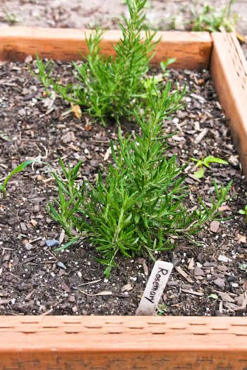 [rosemary-kalynskitchen.jpg]