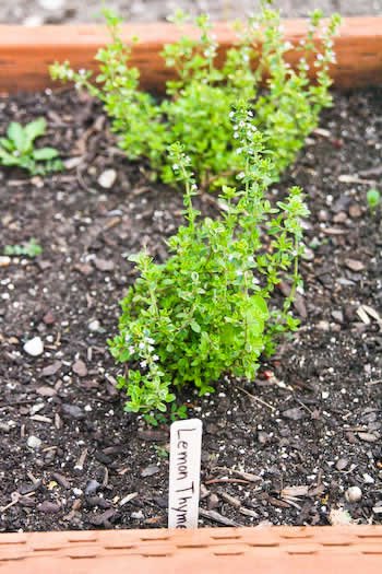 [lemon-thyme-kalynskitchen.jpg]