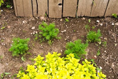 [2009-garden-4-dill-kalynskitchen.jpg]